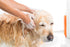 Efficient Gallon Pet Shampoo Pump - Fits Most Brands, Delivers 1oz, Time-Saving Shampoo Dispenser for All Dog Sizes