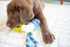 JW Pet Connects 3-in-1 Teething Chew Toy for Puppies