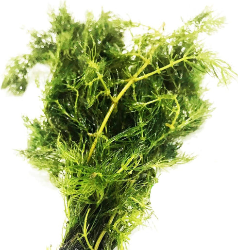 PLANTEREST BUY2GET1FREE | Hornwort Ceratophyllum Demersum Live Aquarium Plant Easy for Beginner Tropical Pond Aquatic