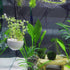 WEAVERBIRD Aquarium Plant Decoration with 2 Suction Cups for Fish Tank, Glass