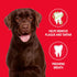 6.2oz Petrodex Toothpaste for Dogs and Puppies, Cleans Teeth and Fights Bad Breath, Reduces Plaque and Tartar