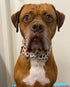 Elegant Little Tail Dog Collar with Bow - Fall Halloween Candy Bow Collar for Small Dogs