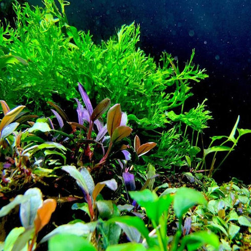 PLANTEREST BUY2GET1FREE Microsorum Java Fern Windelov Bundle Live Aquarium Plants