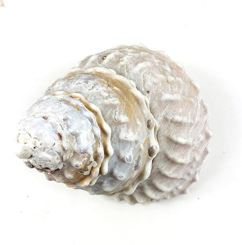 Heyiwell Natural Large Wavy Top Turbo Seashells&Hermit Crab Shells 3.5"~5" Inch