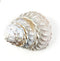 Heyiwell Natural Large Wavy Top Turbo Seashells&Hermit Crab Shells 3.5"~5" Inch