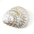 Heyiwell Natural Large Wavy Top Turbo Seashells&Hermit Crab Shells 3.5"~5" Inch