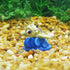Penn-Plax Mini Aquarium Ornament for Finding Nemo, Fun Decoration with Friendly Turtle Riding a Wave