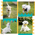 Zeaxuie 23 Pack Luxury Puppy Toys for Teething, Cute Small Dog Toys with Rubber Chew Toys, Treat Ball, Ropes and Plush
