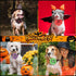 Sweetude 100 Pcs Halloween Dog Collar Flowers Charms, Holiday Dog Accessories for Small Medium Large Dogs