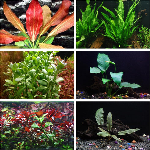 AquaLeaf Aquatics California Bundle - 25+ Stems / 6 Species Live Aquarium Plants Package