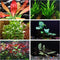 AquaLeaf Aquatics California Bundle - 25+ Stems / 6 Species Live Aquarium Plants Package
