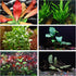 AquaLeaf Aquatics California Bundle - 25+ Stems / 6 Species Live Aquarium Plants Package