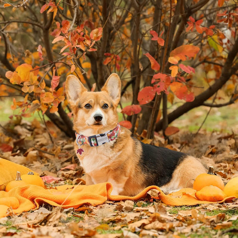 ADOGGYGO Fall Dog Collar, Adjustable Thanksgiving Collars with Soft Fall Leaves for Small Medium Large Dogs (Medium,