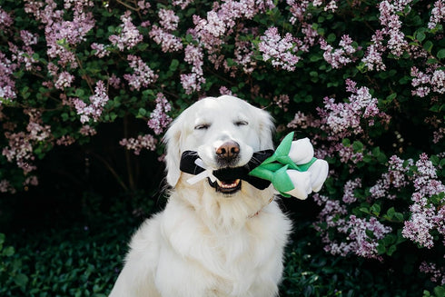 ZippyPaws Wedding Dog Toys - Bouquet of Roses, Fun Engagement Toys for Dog Couples, Great for Photos and Rehearsals