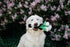 ZippyPaws Wedding Dog Toys - Bouquet of Roses, Fun Engagement Toys for Dog Couples, Great for Photos and Rehearsals