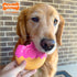 Nylabone Power Chew Donut Dog Chew Toy - Fun Durable Dog Toys for Aggressive Chewers, Bacon Glazed Flavor, Large/Giant