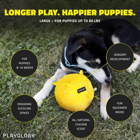 Playology Puppy Dog Ball Toys for Sensory Development - Stuffed Chew Dog Toys with Squeaker for Puppies 8-16 Weeks (Up to 60 lbs) - Engaging All-Natural Chicken Scented Toy