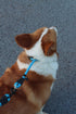 LOS ANDES Dog Slip Collar, No Pull Choker Collar with Slidable Stopper for Small Medium Large Dogs, Blue