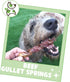 Nature Gnaws Beef Gullet Springs for Dogs, 7-8" (12 Count) - Natural Beef Jerky Stick Chew Treats