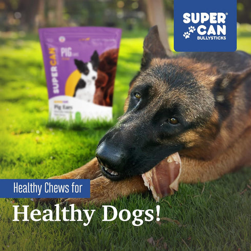 SUPER CAN BULLYSTICKS Pig Ears for Dogs (20 Count) | All Natural Healthy Dog Treats | Natural Chews Alternative to