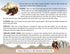 Store 2 2 Nature Gift Live Hermit Crabs Shipped Now-with Premium Hermit Crab Shells: Land Crabs with Extra Shells