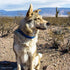 Coastal Pet K9 Explorer Reflective Adjustable Dog Collar - Comfortable Collar for The Outdoors - Durable, Lightweight Collar with Side-Release Buckle - Orchid, 5/8" x 8-12"