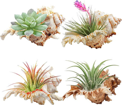 4 Pack 4-5 inches Conch Shells for Unique Succulent Pot, Betta Fish Tank Decorations, and Beach Theme Party