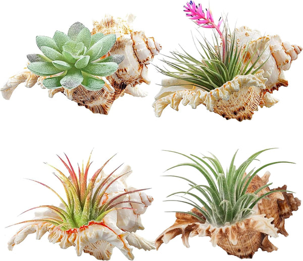 4 Pack 4-5 inches Conch Shells for Unique Succulent Pot, Betta Fish Tank Decorations, and Beach Theme Party