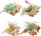 4 Pack 4-5 inches Conch Shells for Unique Succulent Pot, Betta Fish Tank Decorations, and Beach Theme Party