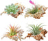 4 Pack 4-5 inches Conch Shells for Unique Succulent Pot, Betta Fish Tank Decorations, and Beach Theme Party
