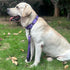 Advanced 12 Inches Nylon Short Dog Leash, Heavy Duty Clasp, Comfortable Soft Padded Handle for Dogs