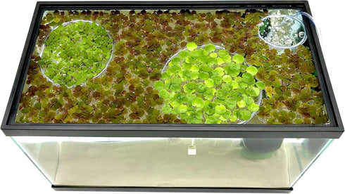 Magnetic Invisible Feeding Ring, Customizable Food Portal for Floating Plant Aquariums