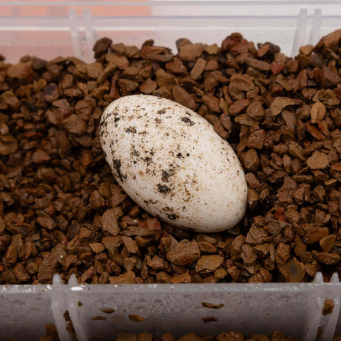 Pangea Hatch Premium Reptile Egg Incubation Substrate, 1 lb, Package May Vary