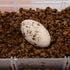 Pangea Hatch Premium Reptile Egg Incubation Substrate, 1 lb, Package May Vary