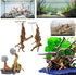 8 Pack Natural Driftwood for Aquarium | Spider Wood Freshwater Fish Tank Reptile Driftwood Branch