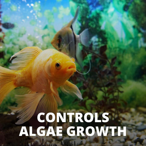 Tetra No More Algae Tablets, 8 Count, Controls Algae in Aquariums
