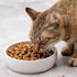 Ceramic Pet Bowl for Cats,Classic Ceramic Cat Dish Dog Bowls for Food and Water,12 Liquid Ounce