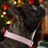 Pawtitas Soft Adjustable Puppy Collar, Personalized Customizable Dog Collar with Embroidered Name, Medium Pink