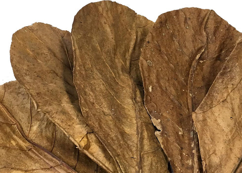 30 Awesome Aquatic Betta & Shrimp Leaves 4"-6" Premium Catappa Indian Almond Leaves for Natural Habitat