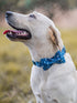 Elegant Little Tail Dog Collar with Bow, Adjustable Cotton & Webbing Bowtie Dog Collars for Small, Medium, Large Dogs