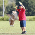 Hyperflite Pup Jawz Dog Flying Disc, 7 Inch, Puncture Resistant, Competition Approved