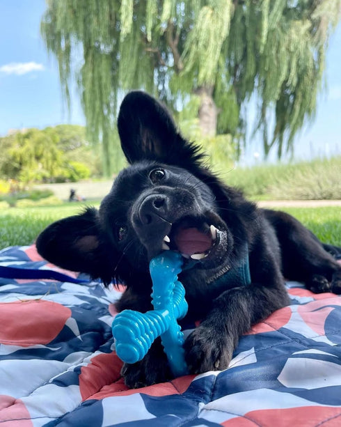 Nylabone Comfort Hold X-Bone Power Chew Toy for Dogs - Beef Flavor, Small, for Aggressive Chewers, Up to 25 lbs, 1 Count