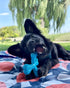 Nylabone Comfort Hold X-Bone Power Chew Toy for Dogs - Beef Flavor, Small, for Aggressive Chewers, Up to 25 lbs, 1 Count