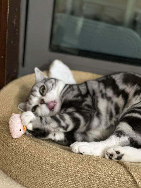 Generic Durable Chew-Resistant Realistic Plush Mice Cat Teething Toys, Long-Lasting Interactive Kitten Toys