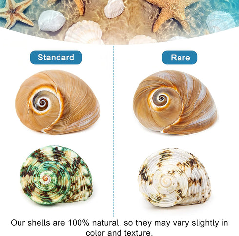 5PCS Hermit Crab Shells, Natural Sea Conch Size 2.1" - 2.8" for Hermit Crab Supplies and Beach Decoration