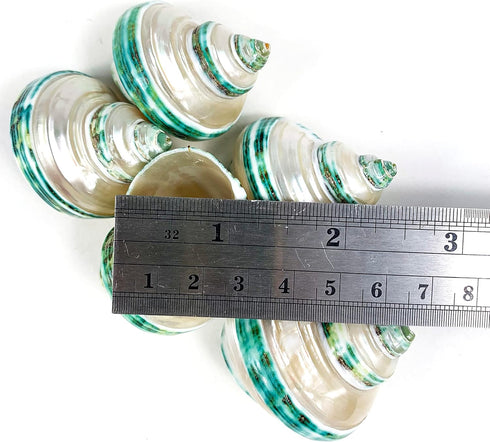 5PC Green Turbo Banded Shells, Hermit Crab Supplies for Decor, 1.5"~2" Inch