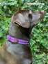 Heavy Duty Dog Collar with Handle, Ballistic Nylon Reflective Collar with Adjustable Stainless Steel Hardware