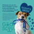 Good Scout Tumbler Ball Dog Fetch Toy, Indoor and Outdoor Rubber Toy for Medium and Large Dogs