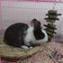 Generic Rabbit Bunny Treat Hamster Chew Toys, Grass Cakes Heart Shaped Chew Toys for Pets 2Pcs