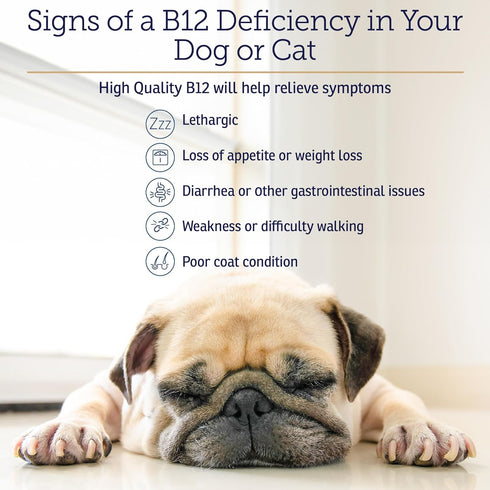 RX Vitamins B12 for Dogs and Cats, Digestive Support for Metabolic Process, Pure B12 for Nervous System - 4oz